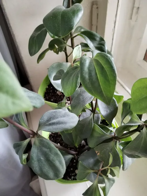 Как часто нужно чистить листья комнатных растений?