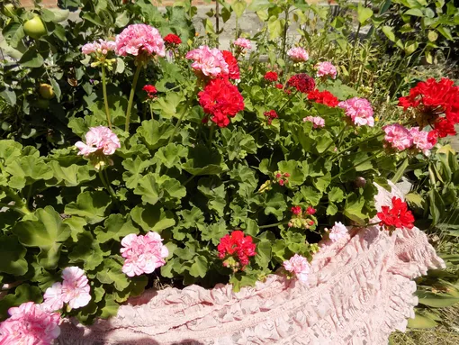 Растения-репелленты, которые отпугивают комаров с дачного участка