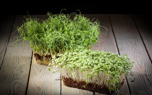 Микрозелень гороха: самый доступный суперфуд весны 2026. Как получить обильный урожай прямо на кухне