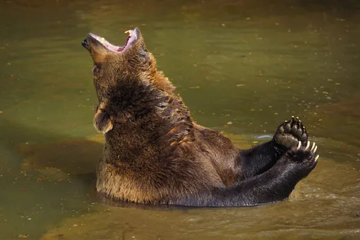 Медведь нашёл на помойке хороший матрас и расслабился по полной Медведь нашёл на помойке хороший матрас и расслабился по полной