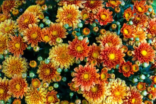 хризантема