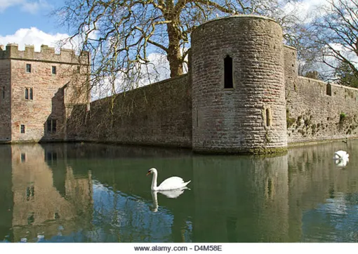 лебеди в уэльсе лебеди в уэльсе