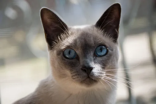 тонкинез что за порода