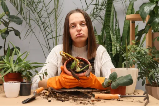 Любую из этих ошибок комнатные растения не прощают. Вы, наверное, делаете это каждый день Любую из этих ошибок комнатные растения не прощают. Вы, наверное, делаете это каждый день