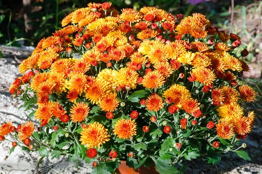 Потемнели и высохли? 6 признаков, что ваши хризантемы пора выбросить Потемнели и высохли? 6 признаков, что ваши хризантемы пора выбросить