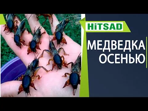 Нажми и смотри