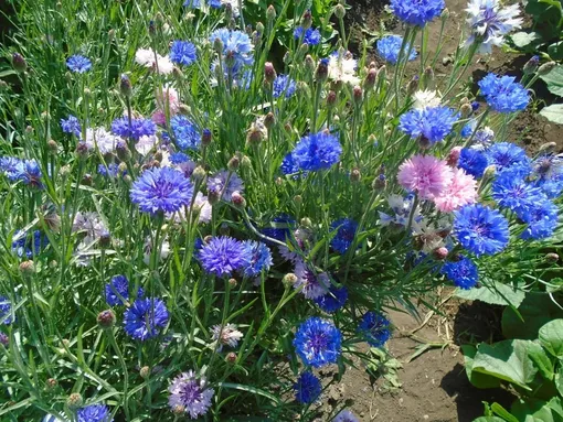 Василек Василек