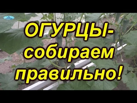 Нажми и смотри