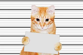 Шерстяной негодяй: кот прославился, похитив зубы незнакомки