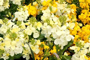 Лакфиоль (хейрантус): правила выращивания и ухода в открытом грунте