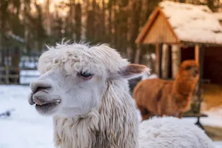 Парень выкупил ламу, чтобы сделать своим другом. Любовь была невзаимной, пока...