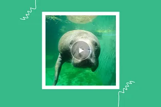 «Живой!»: трогательный момент спасения детёныша ламантина попал на видео