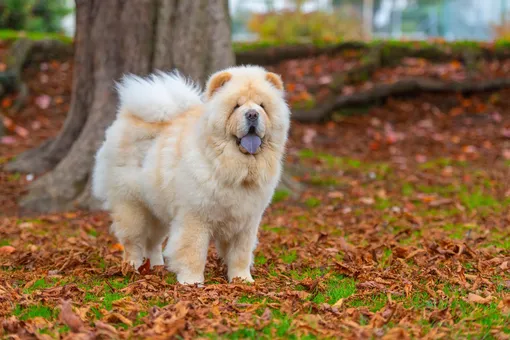 чау чау порода чау чау порода