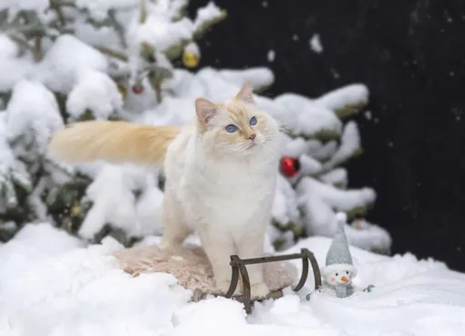 рэгдолл порода как выглядит рэгдолл порода как выглядит
