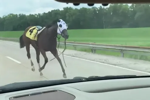 лошадь сбежала со скачек