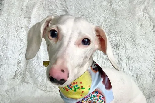 Такса-альбинос годами ждала хозяина. Её не хотели брать из-за необычного вида Такса-альбинос годами ждала хозяина. Её не хотели брать из-за необычного вида