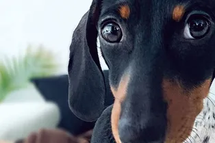 Что за зверь? В США родился щенок с головой собаки и телом коровы