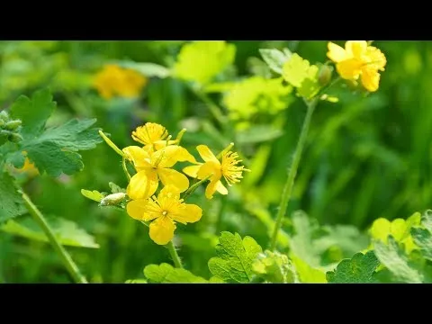 Нажми и смотри Нажми и смотри
