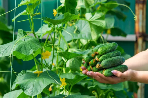 Просто полейте огурцы этим, и они будут расти как сумасшедшие Просто полейте огурцы этим, и они будут расти как сумасшедшие