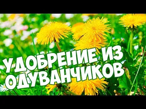 Нажми и смотри