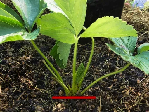 Как правильно посадить клубнику: пошаговая инструкция Как правильно посадить клубнику: пошаговая инструкция