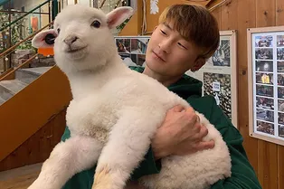 Они все-таки белые! Корейское «овцекафе» опубликовало удивительные кадры купания животных Они все-таки белые! Корейское «овцекафе» опубликовало удивительные кадры купания животных