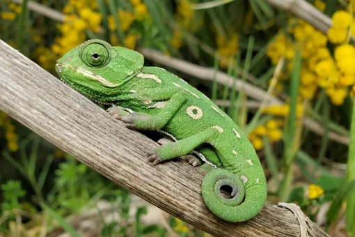 Будущая королева в детстве ловила насекомых, чтобы накормить питомца Будущая королева в детстве ловила насекомых, чтобы накормить питомца