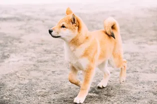 Зачем собакам нужен хвост?