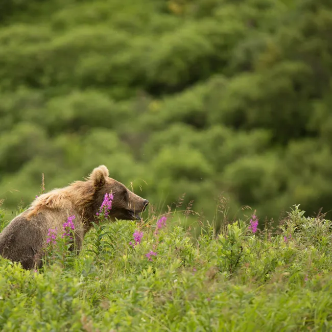Памятка туристу в лесу: как не заблудиться и что делать при встрече с дикими животными
