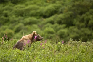Памятка туристу в лесу: как не заблудиться и что делать при встрече с дикими животными