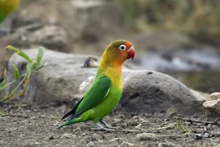 «Свободу попугаям!» полиция Утрехта арестовала неразлучника и посадила его в камеру «Свободу попугаям!» полиция Утрехта арестовала неразлучника и посадила его в камеру