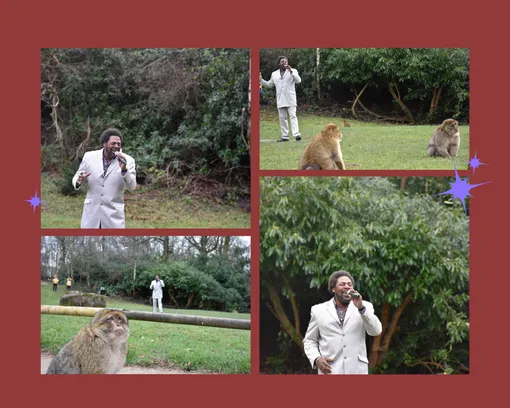 певец поет серенады макакам певец поет серенады макакам