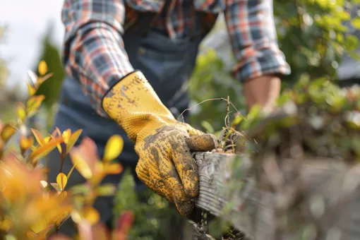 Ноябрьская дача без садового инвентаря: 7 работ, которые можно сделать руками