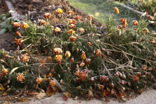 Сухие стебли многолетников и цветов