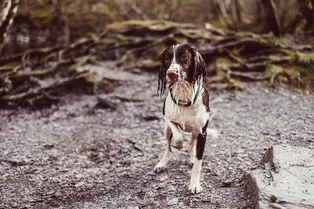 Соседи объединились, чтобы вернуть домой слепую и глухую собаку