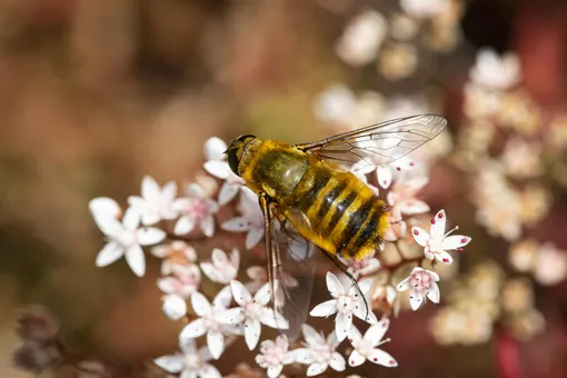 Из-за укуса соседских пчёл можно подать в суд Из-за укуса соседских пчёл можно подать в суд