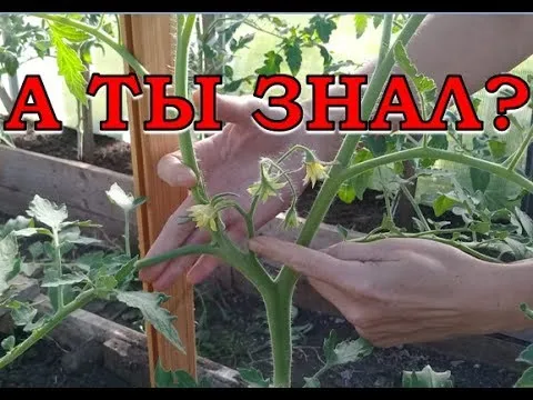 Нажми и смотри