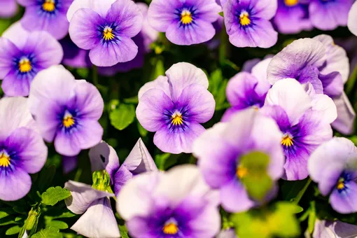 анютины глазки анютины глазки