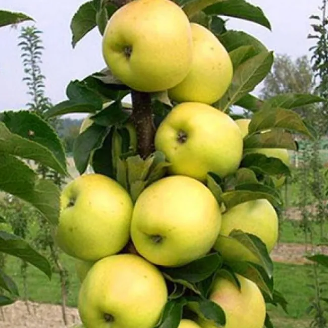 «Торгуют чёрт знает чем»: что нужно учесть при покупке саженцев колонновидных деревьев