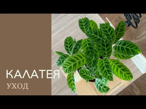 Нажми и смотри