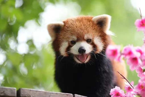 красная панда