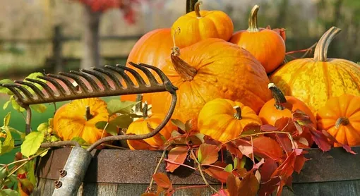 Устройте «ручной аудит» сада: что оставить, что убрать