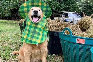 «Выглядит счастливым»: ретривер собрал рекордный урожай дуриана