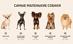 Самые маленькие породы домашних собак в мире Самые маленькие породы домашних собак в мире
