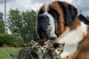 Как собака породы сенбернар стала няней на ферме в Англии