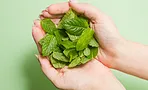 Как сушить мяту правильно, чтобы сохранить аромат: 6 проверенных способов и все секреты хранения Как сушить мяту правильно, чтобы сохранить аромат: 6 проверенных способов и все секреты хранения
