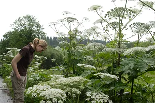 Штрафом дело не кончилось: в Ярославской области изъяли участок у владельца за заросли борщевика Штрафом дело не кончилось: в Ярославской области изъяли участок у владельца за заросли борщевика