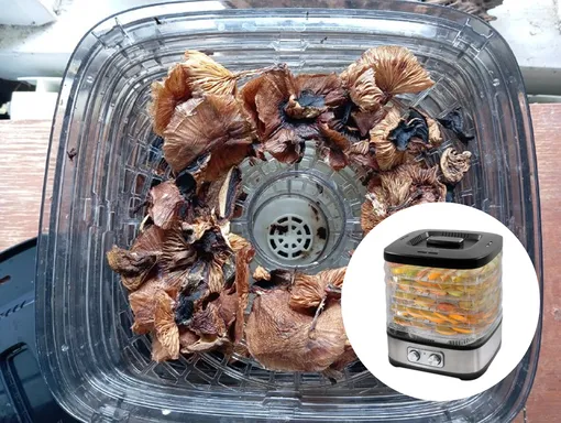 Дегидратор «Марта», конечно, хорошо справляется со своей задачей, но места в ней катастрофически мало Дегидратор «Марта», конечно, хорошо справляется со своей задачей, но места в ней катастрофически мало