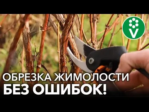 Нажми и смотри