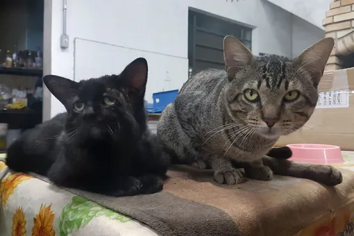 Суши с другим питомцем Лариссы Суши с другим питомцем Лариссы